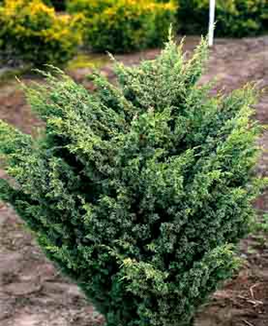o    Juniperus  chinensis        'Blaauw'